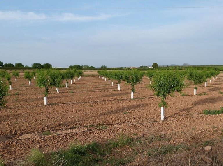 Plantaciones llave en mano