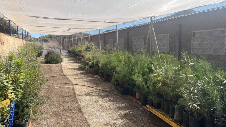 arboles para plantar con empresas