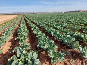 metabolitos secundarios