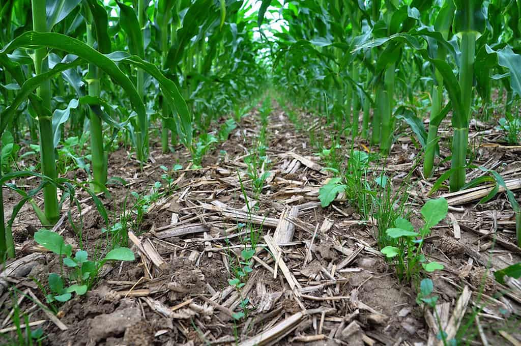 agricultura sostenible pdf
