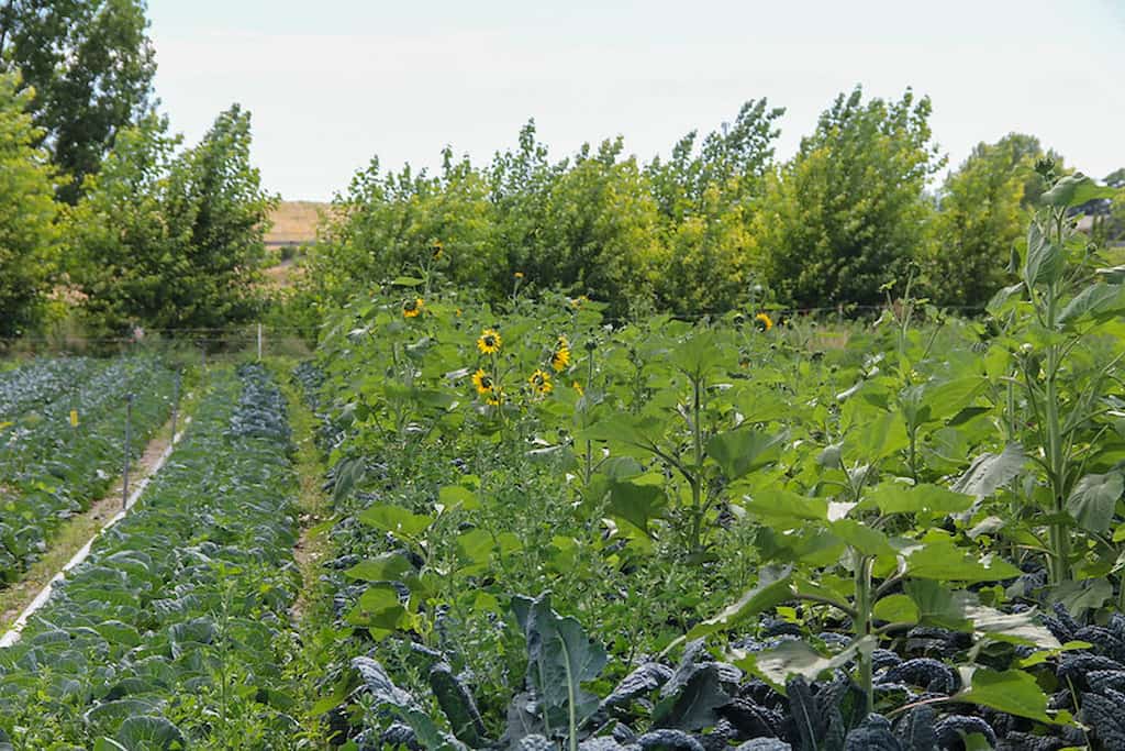 agricultura organica que es
