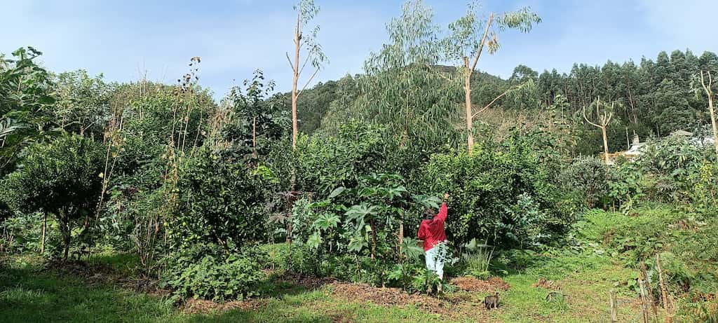Agricultura Sintropica en el EAV (Estación Agroecolóxica de Viveiro) en Lugo