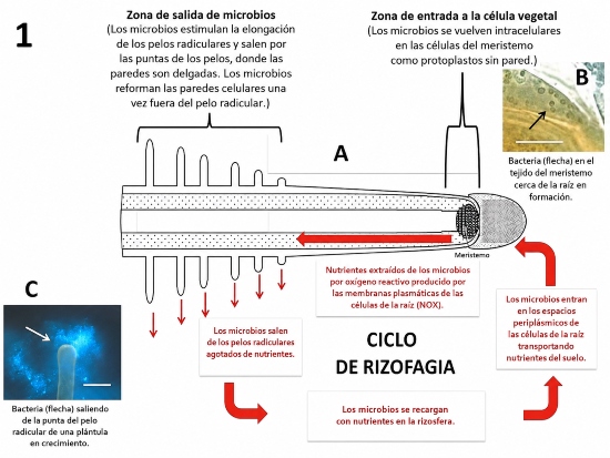 que es endofito