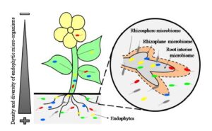 microorganismos endofitos