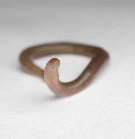 lombrices californiana