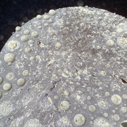 biofertilizantes y bioestimulantes