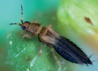 Thrips parvispinus