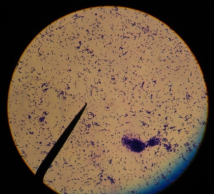microbiología agrícola pdf