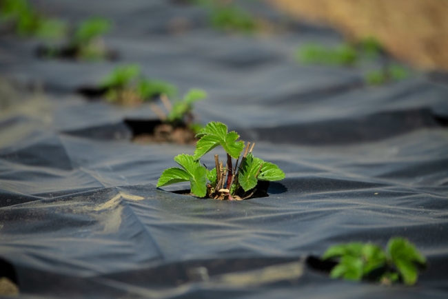 nutrición vegetal pdf