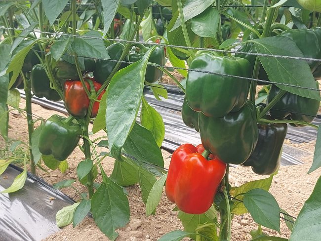 produccion integrada olivar andalucia