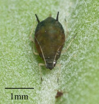 aphis gossypii