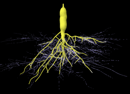 Interacciones entre planta y microbioma