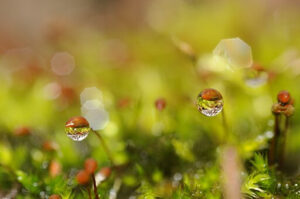 ácidos carboxílicos