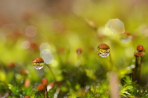 ácidos carboxílicos