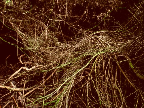 que son los activadores