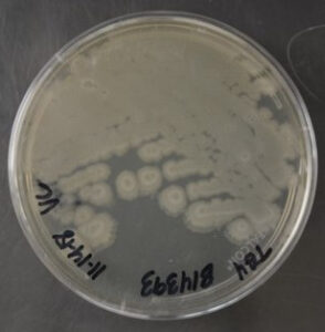 bacillus amyloliquefaciens fungicida