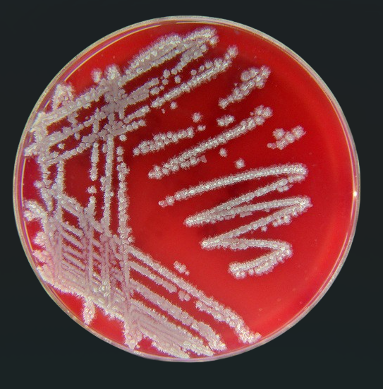 bacillus velezensis