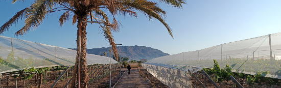 consultoria tecnica agraria cadiz