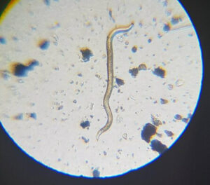 nematodos pdf