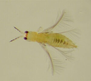 scirtothrips auranti