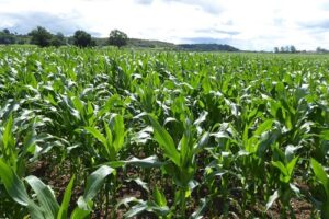 nutrición de cultivos pdf gratis