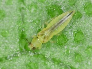 Scirtothrips dorsalis control