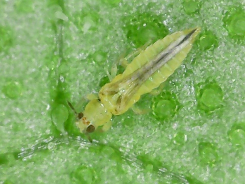 Scirtothrips dorsalis control
