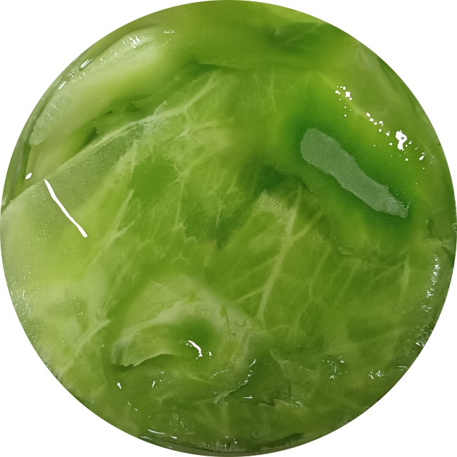 bioinoculantes enraizamiento