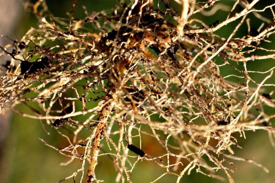 Keystone taxa
