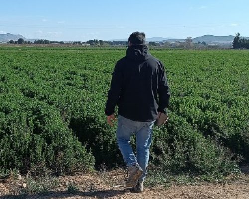 consultoria agricola